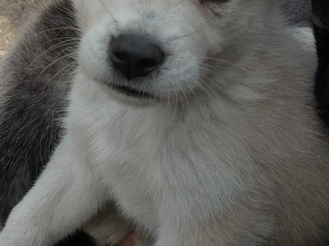 Billede 4 - Alaska Malamute Chow Chow tjekkiske ulvehund husky