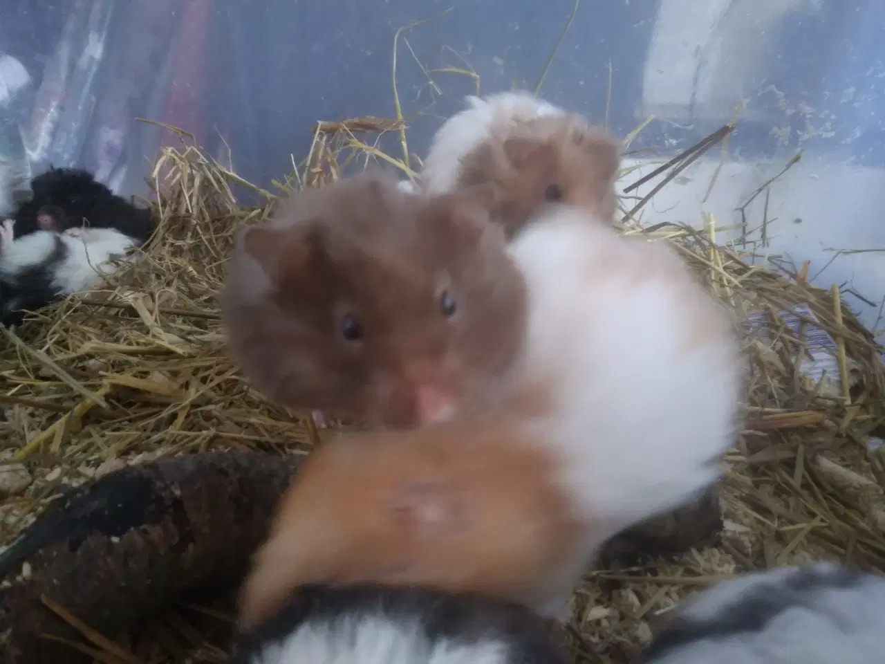 Billede 3 - hamster langhåret 