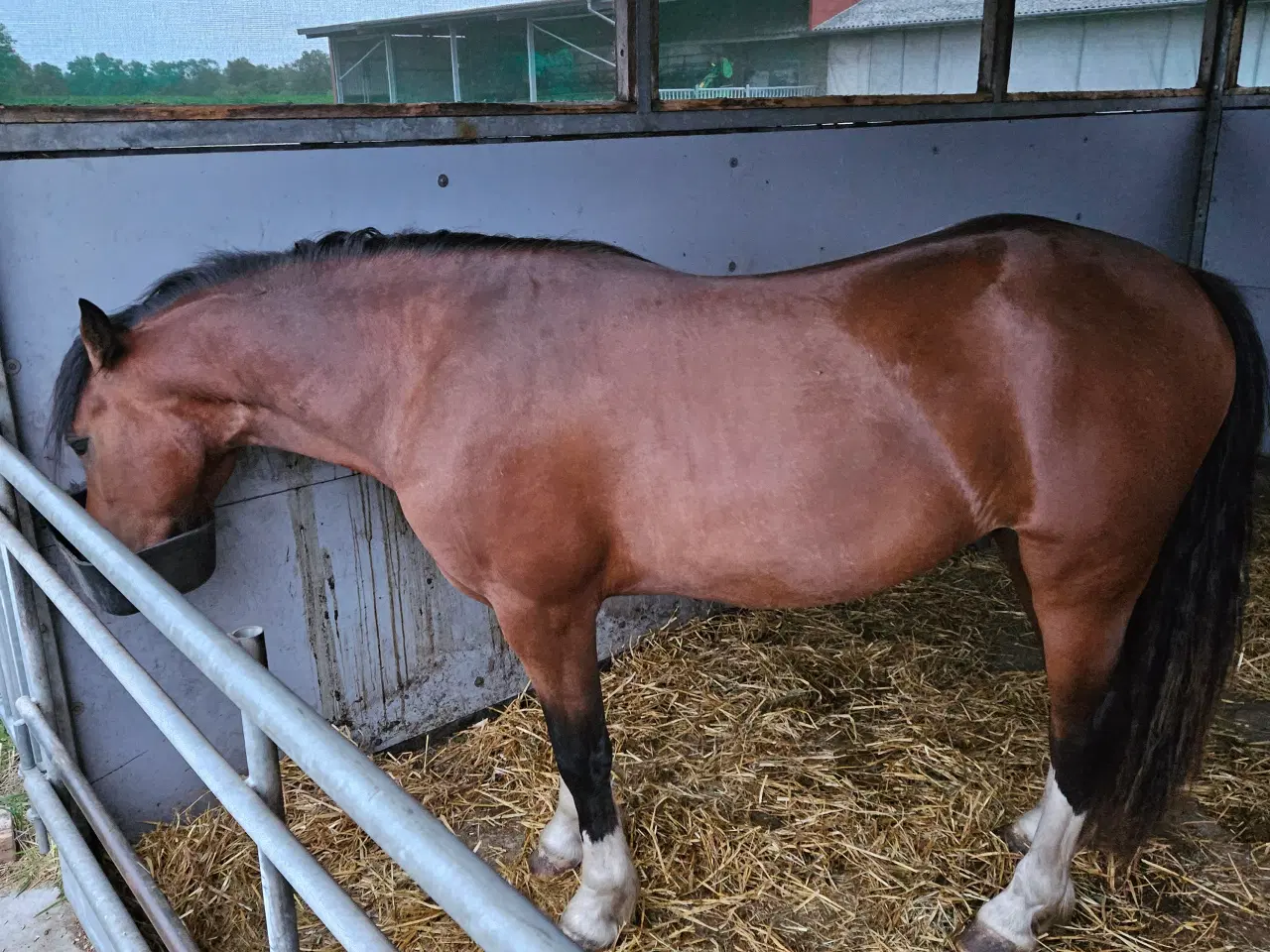 Billede 6 - welshpony hingst