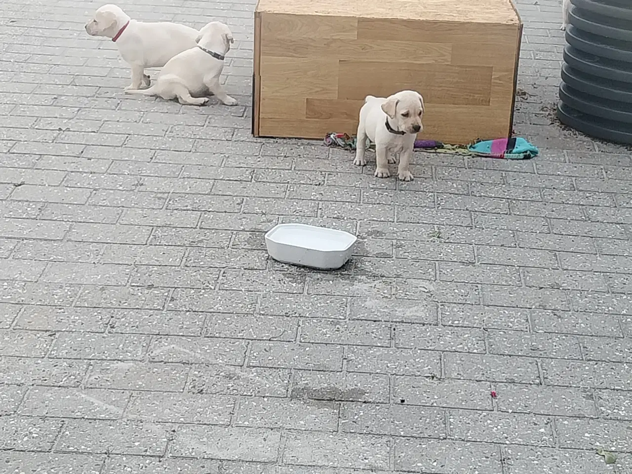 Billede 8 - Gule labrador  hvalpe hanner