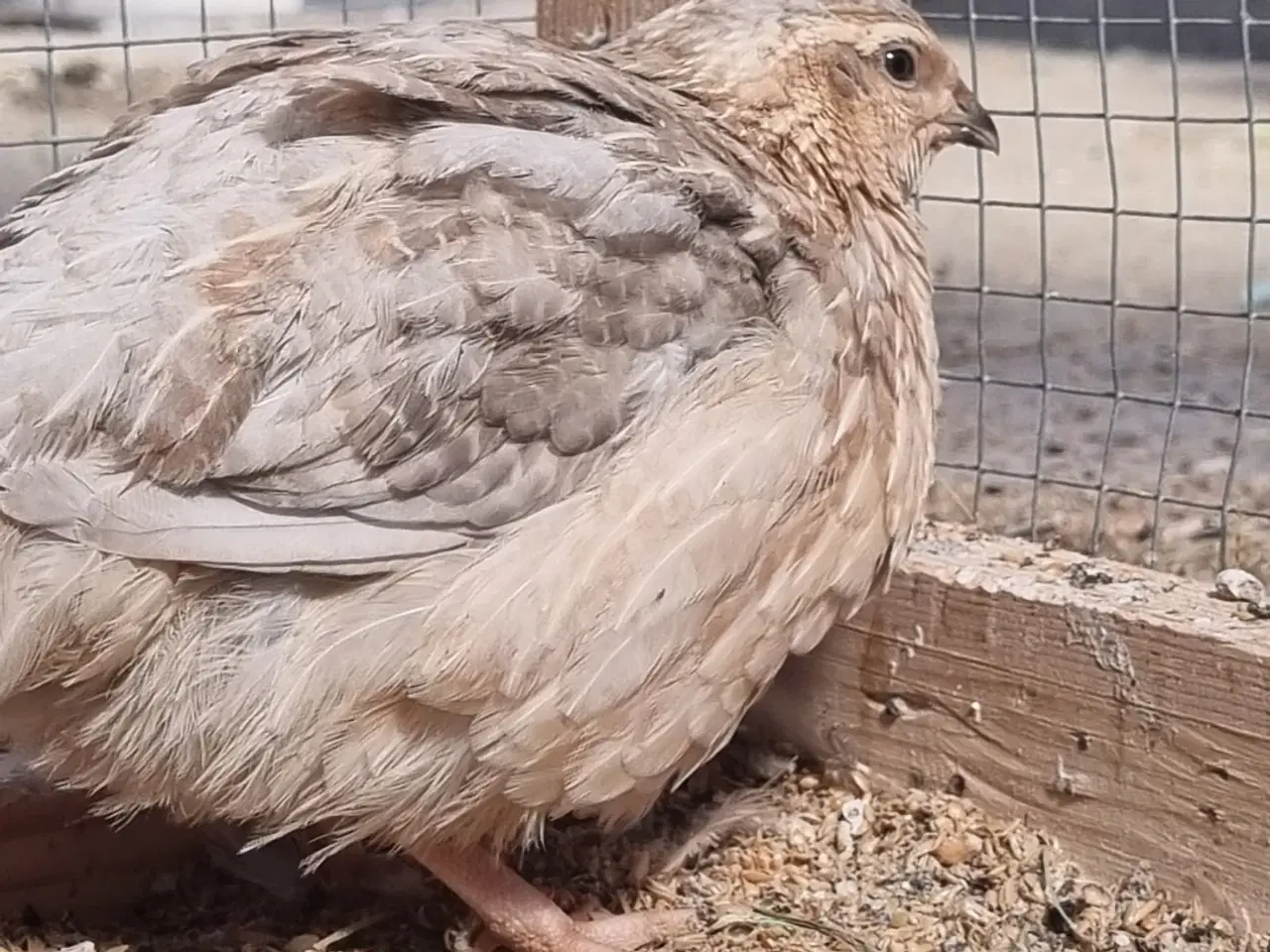 Billede 4 - Jumbo Vagtler