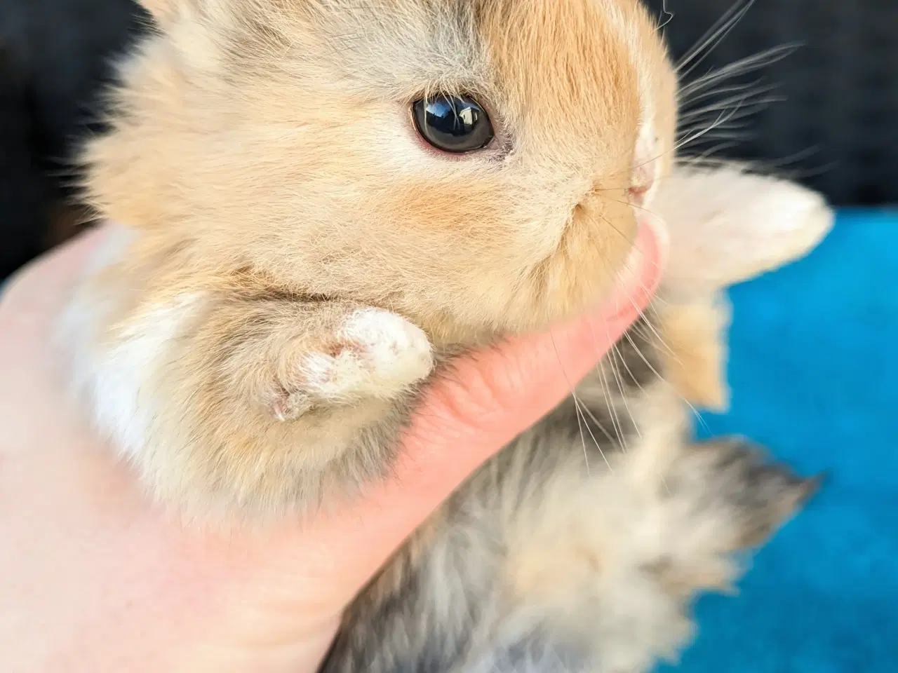 Billede 5 - Hermelin kaninunge sælges 