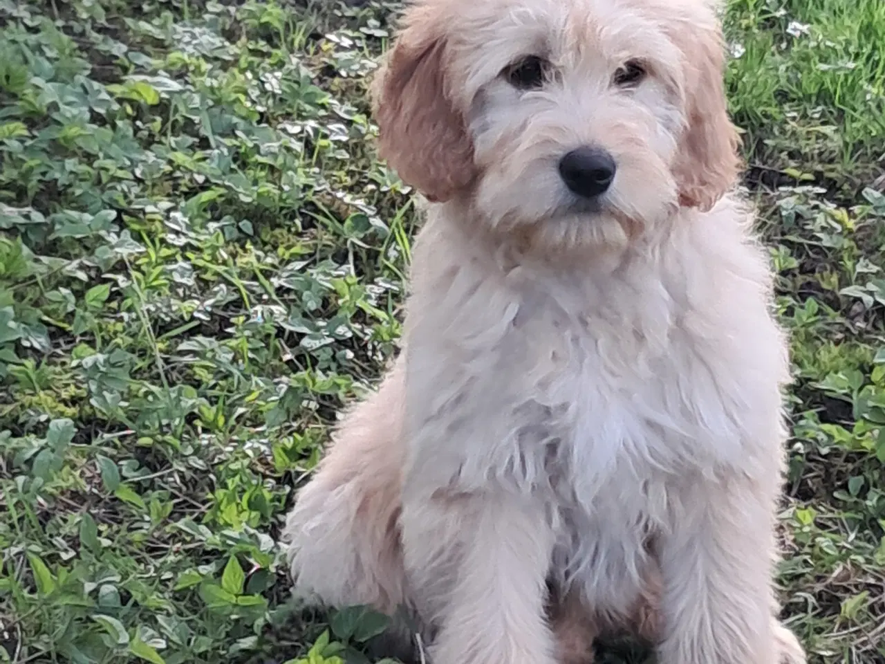 Billede 3 - 4 lækre golden retriever blandinger