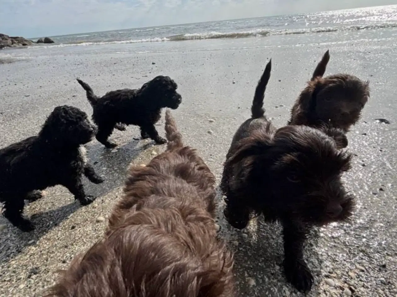 Billede 9 - 2 Generations Maltipoo