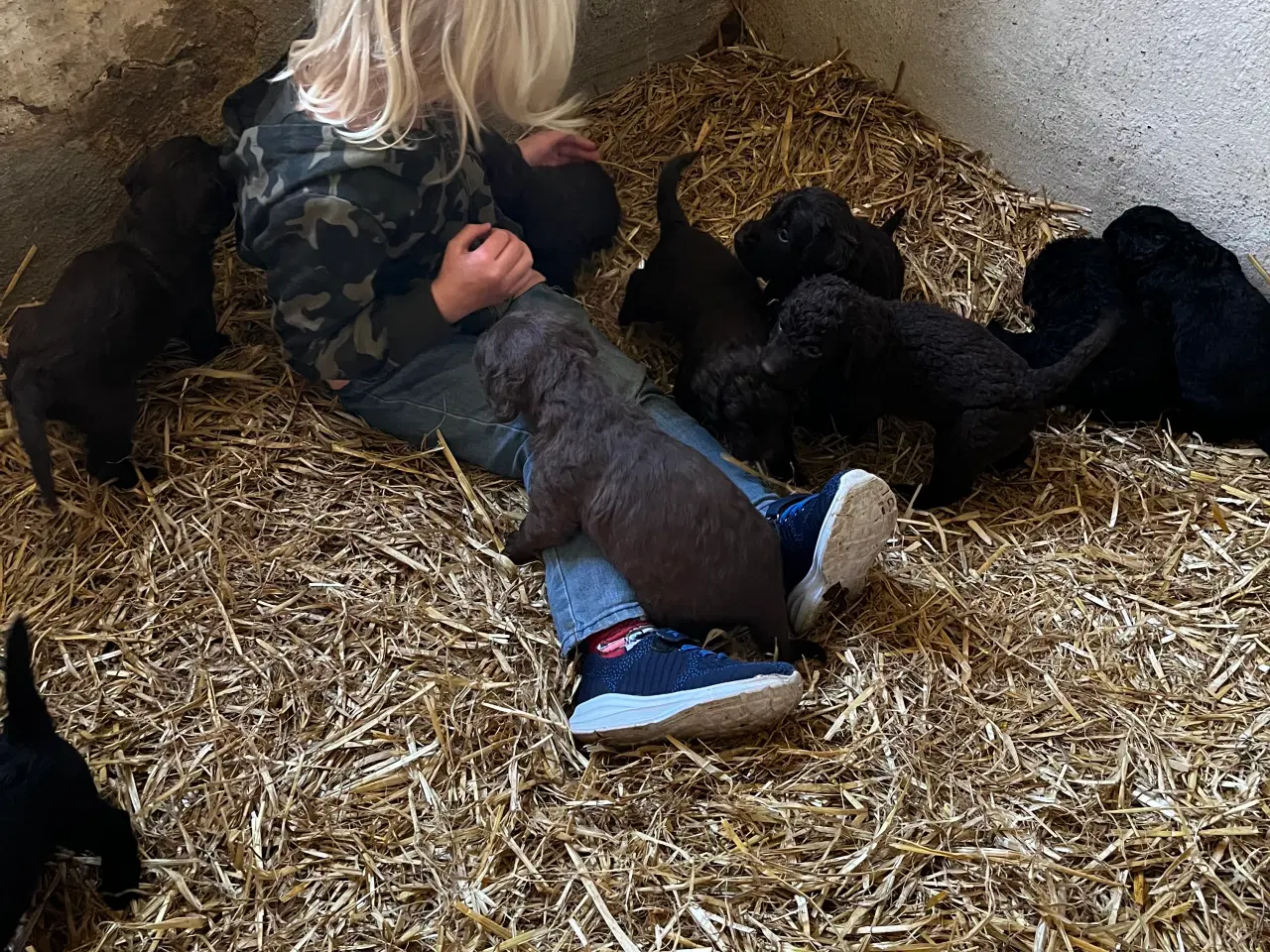 Billede 9 - Labradoodle hvalpe søger nye hjem 