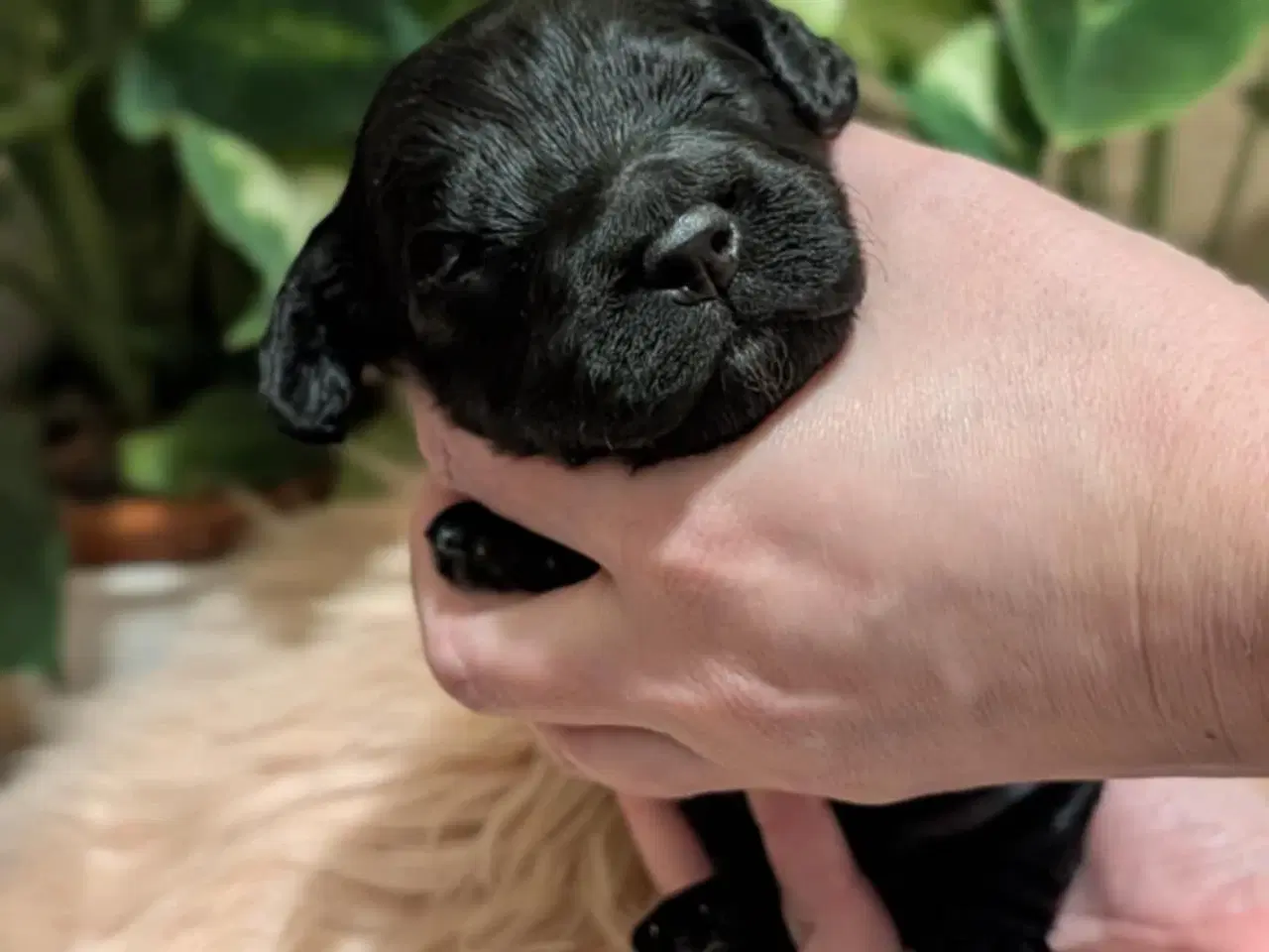 Billede 13 - Cockapoo hvalpe søger nye hjem