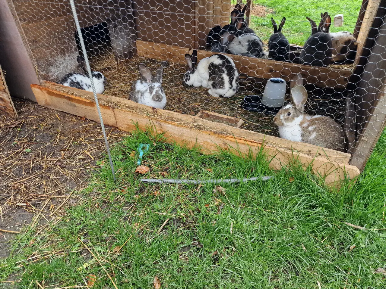 Billede 6 - 9 kanin unger 14 uger. 