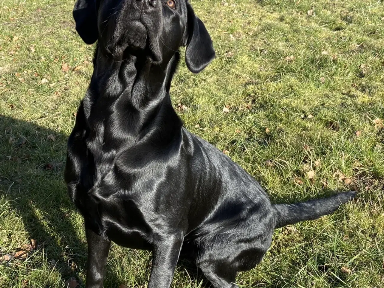 Billede 2 - Stor og muskuløs formel 1 labrador til avl