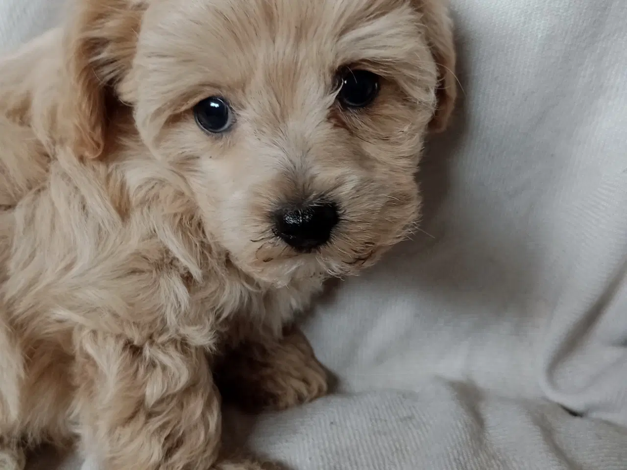 Billede 10 - Maltipoo hvalpe