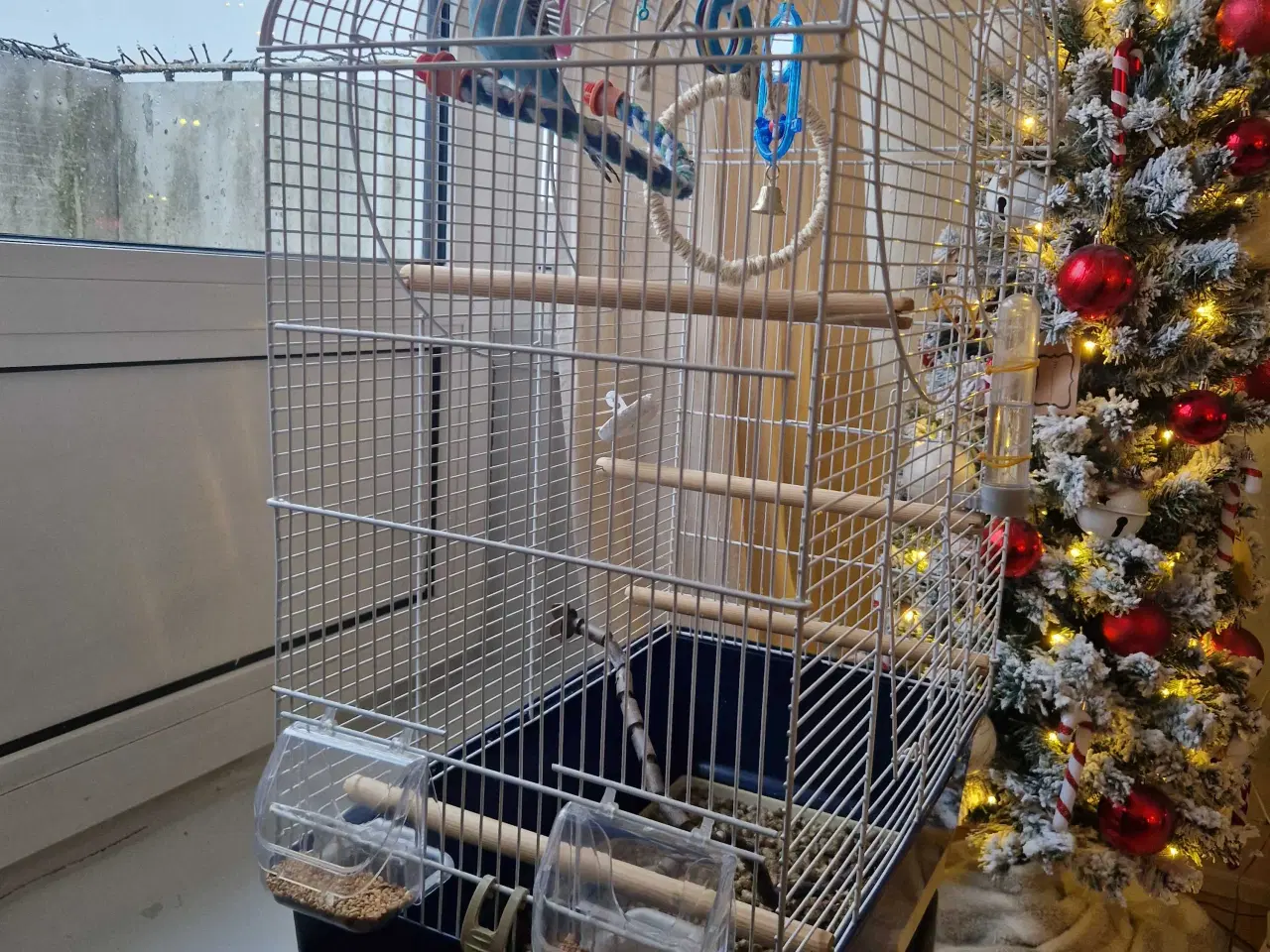 Billede 7 - Hånd Tam Baby Pige Undulat 