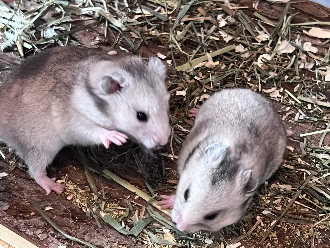 Billede 6 - Sibiriske guldhamster unger