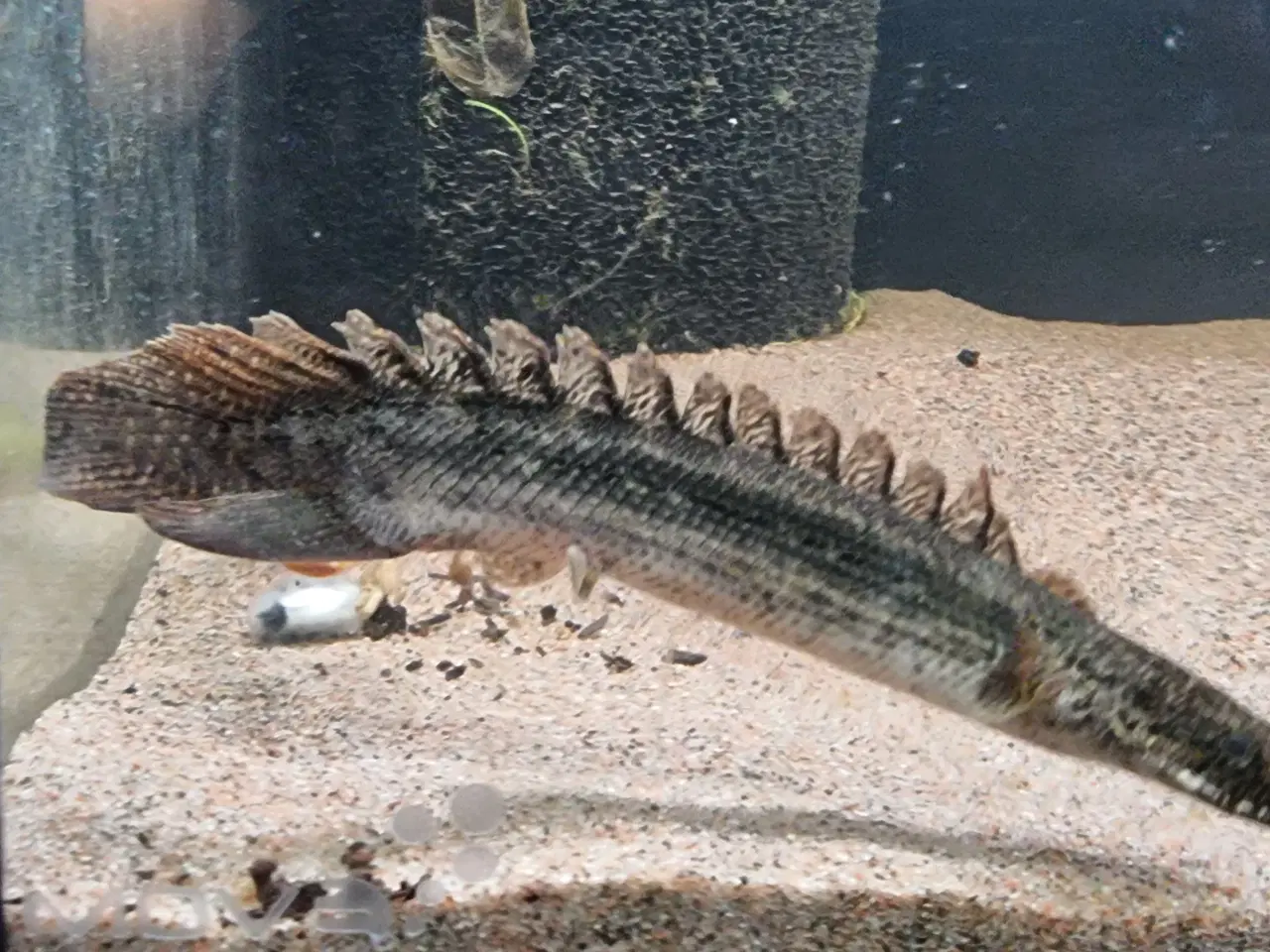 Billede 4 - Polypterus Lapradei bichir