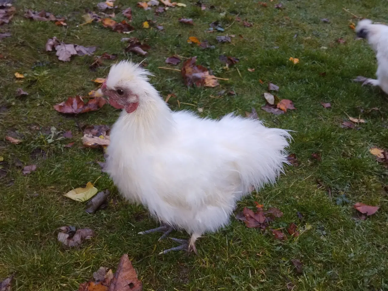 Billede 1 - Silkehaner søger nye/nyt hjem