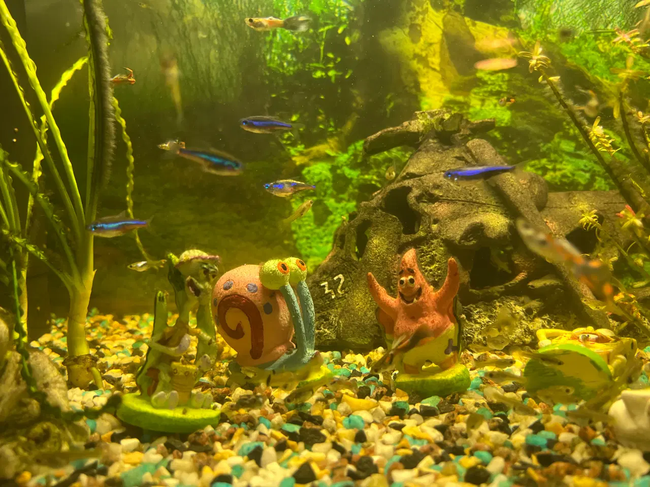 Billede 9 - Akvarie fisk / Rejer/ Malle