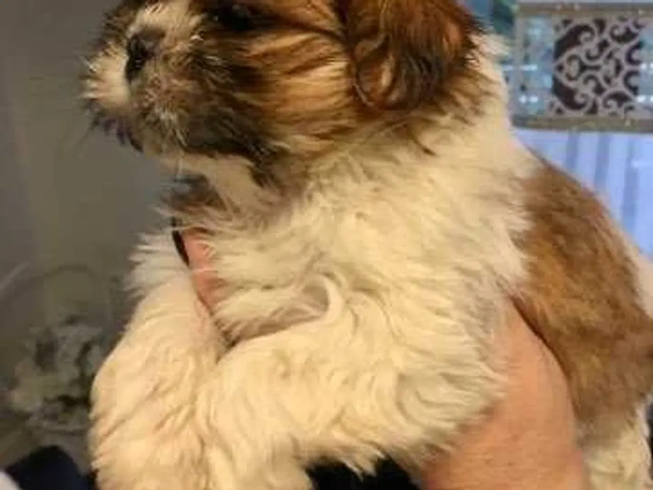 Billede 8 - Tre smukke SHIT TZU...🥰🥰🥰