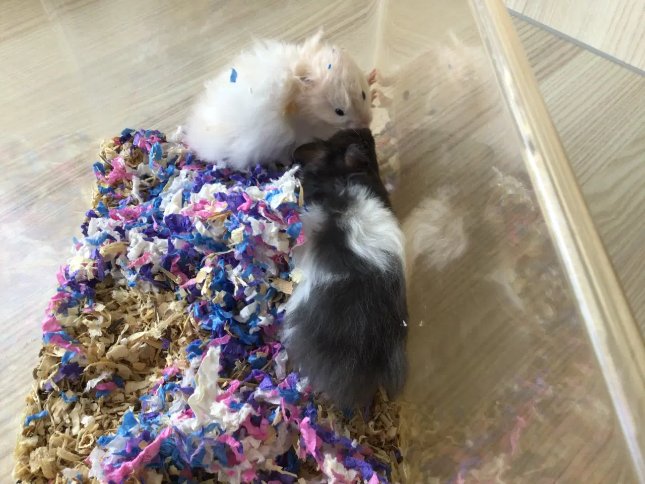 Billede 4 - Guldhamster