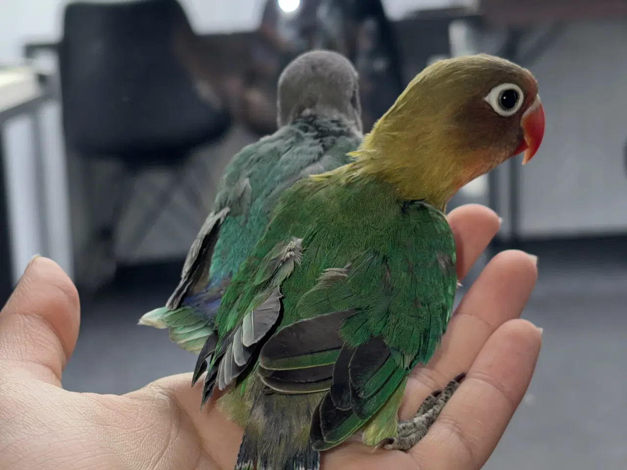 Billede 14 - Kanariefugl 