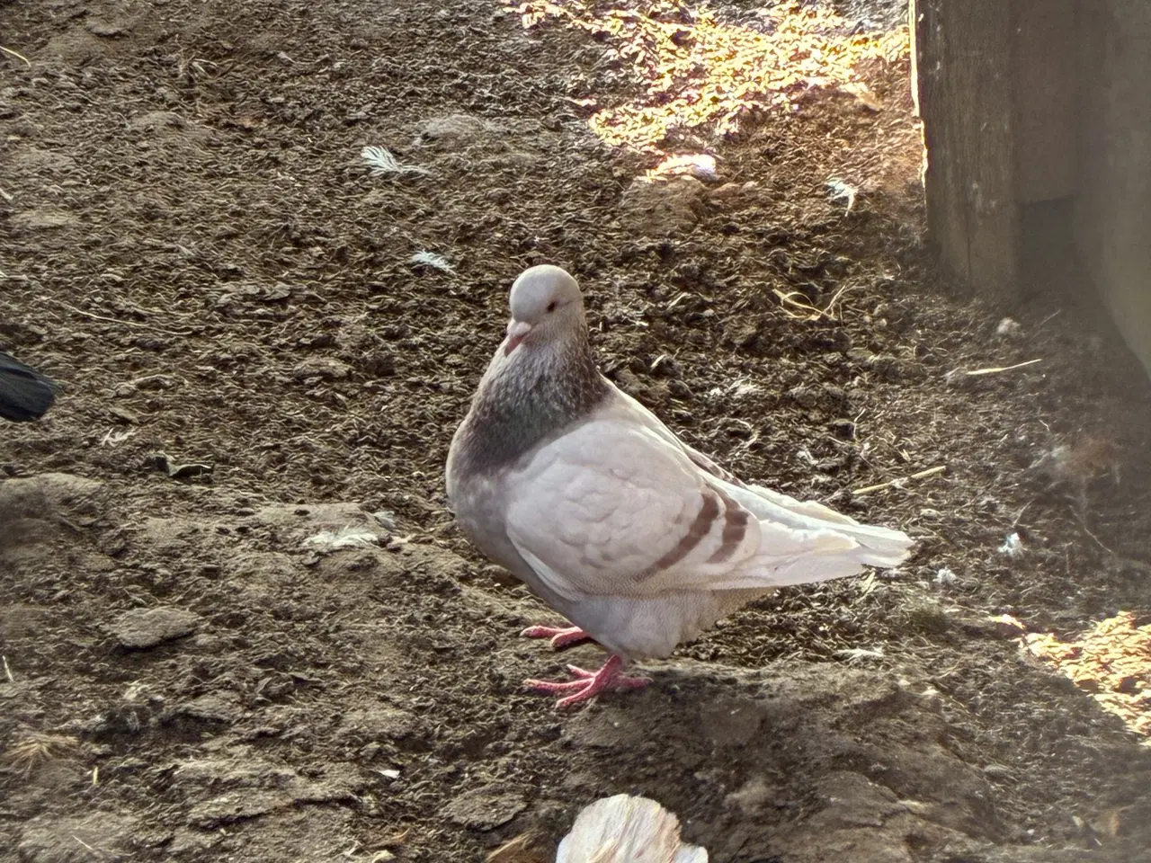 Billede 3 - Race due