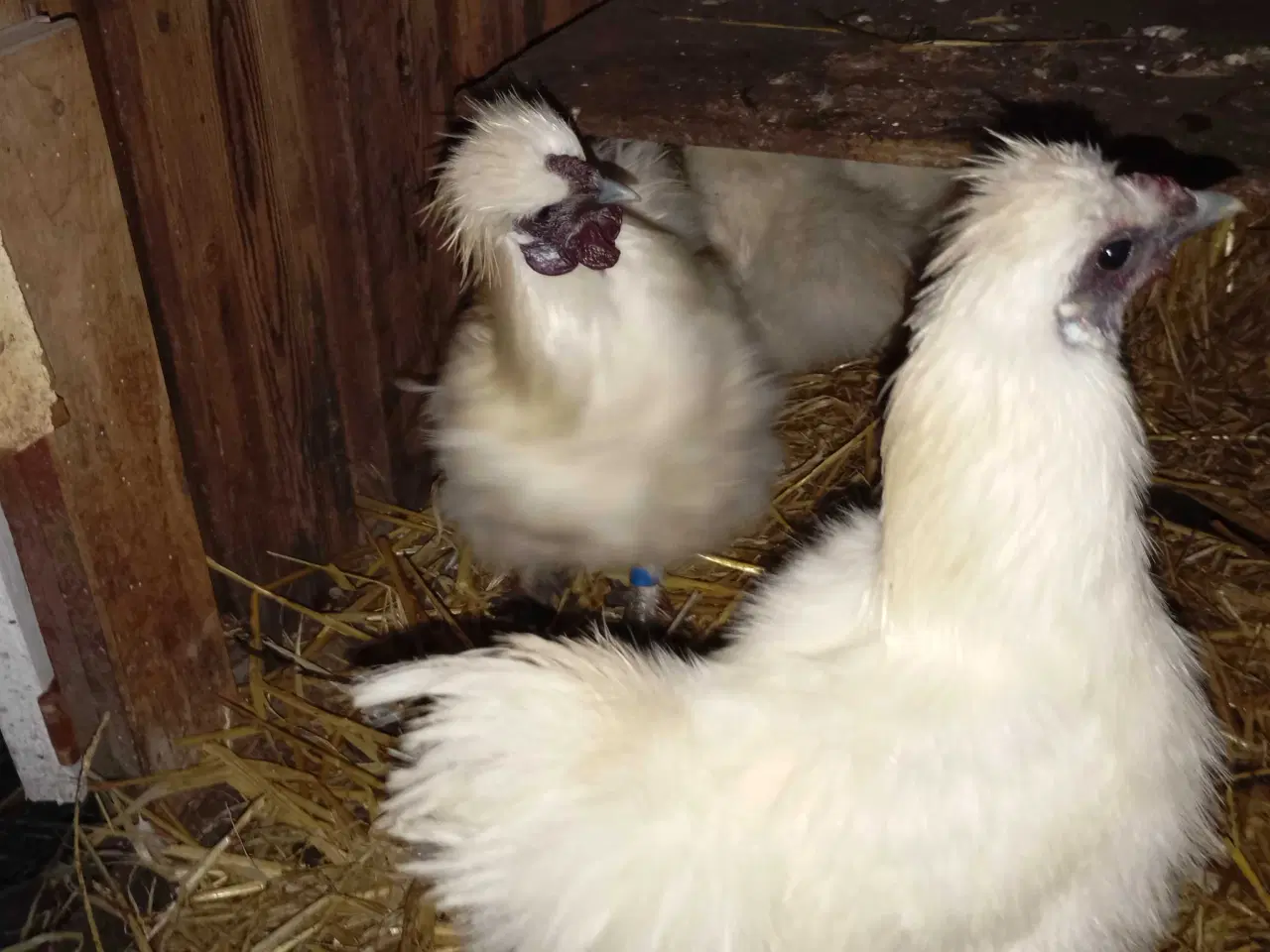 Billede 13 - Silkehaner. Hvis silkedværg haner.