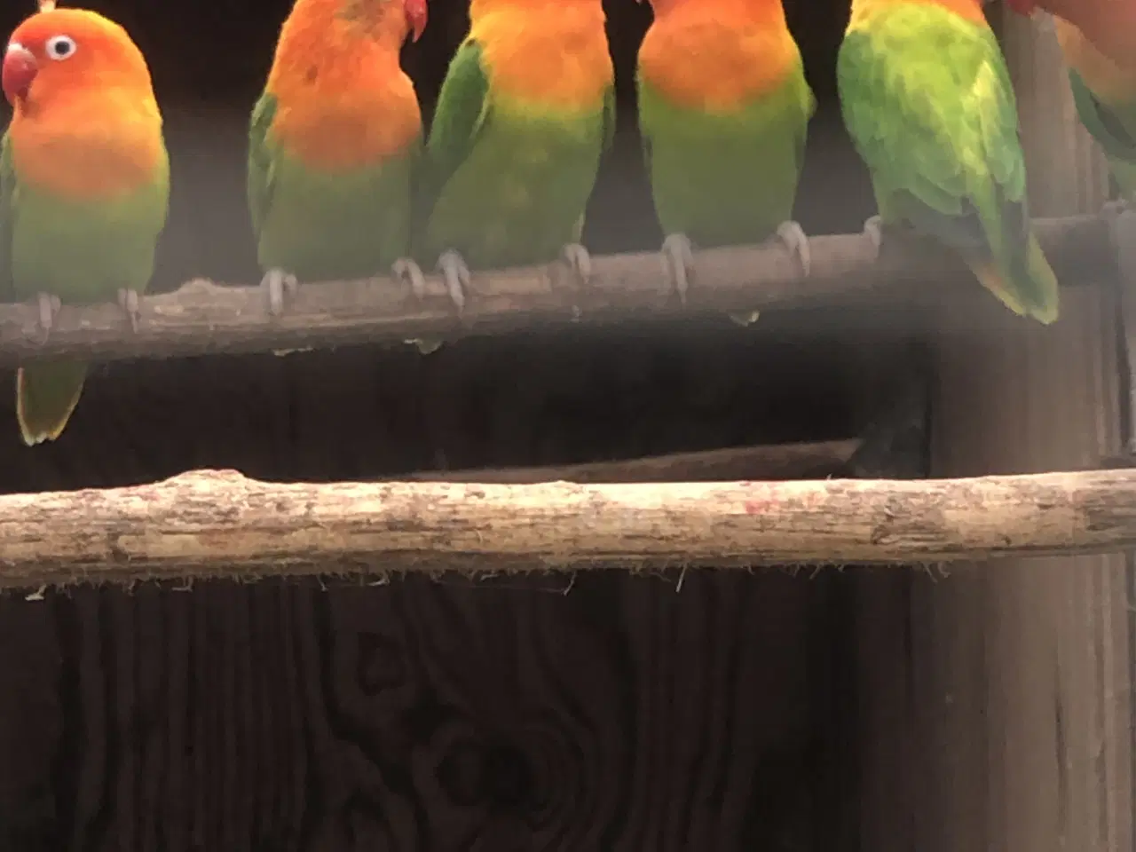 Billede 2 - Rødhovedet dværgpapegøjer