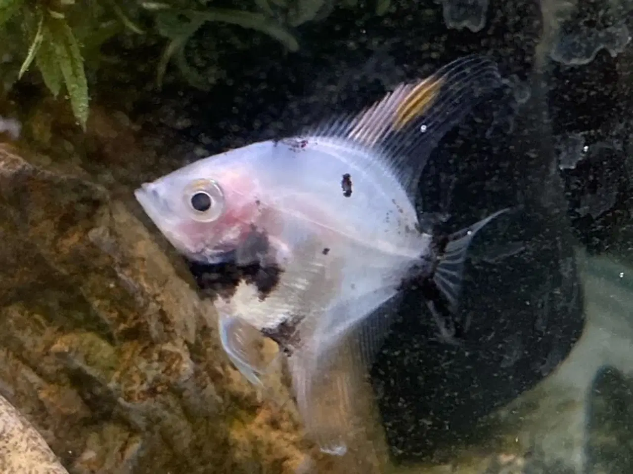 Billede 1 - Fisk skalar 