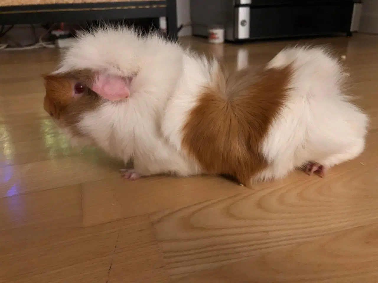 Billede 2 - Marsvin han 