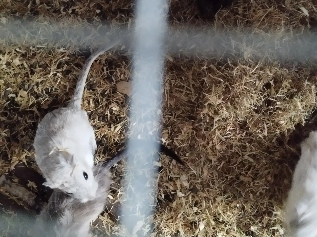 Billede 2 - Ørkenrotte opdræt sælges