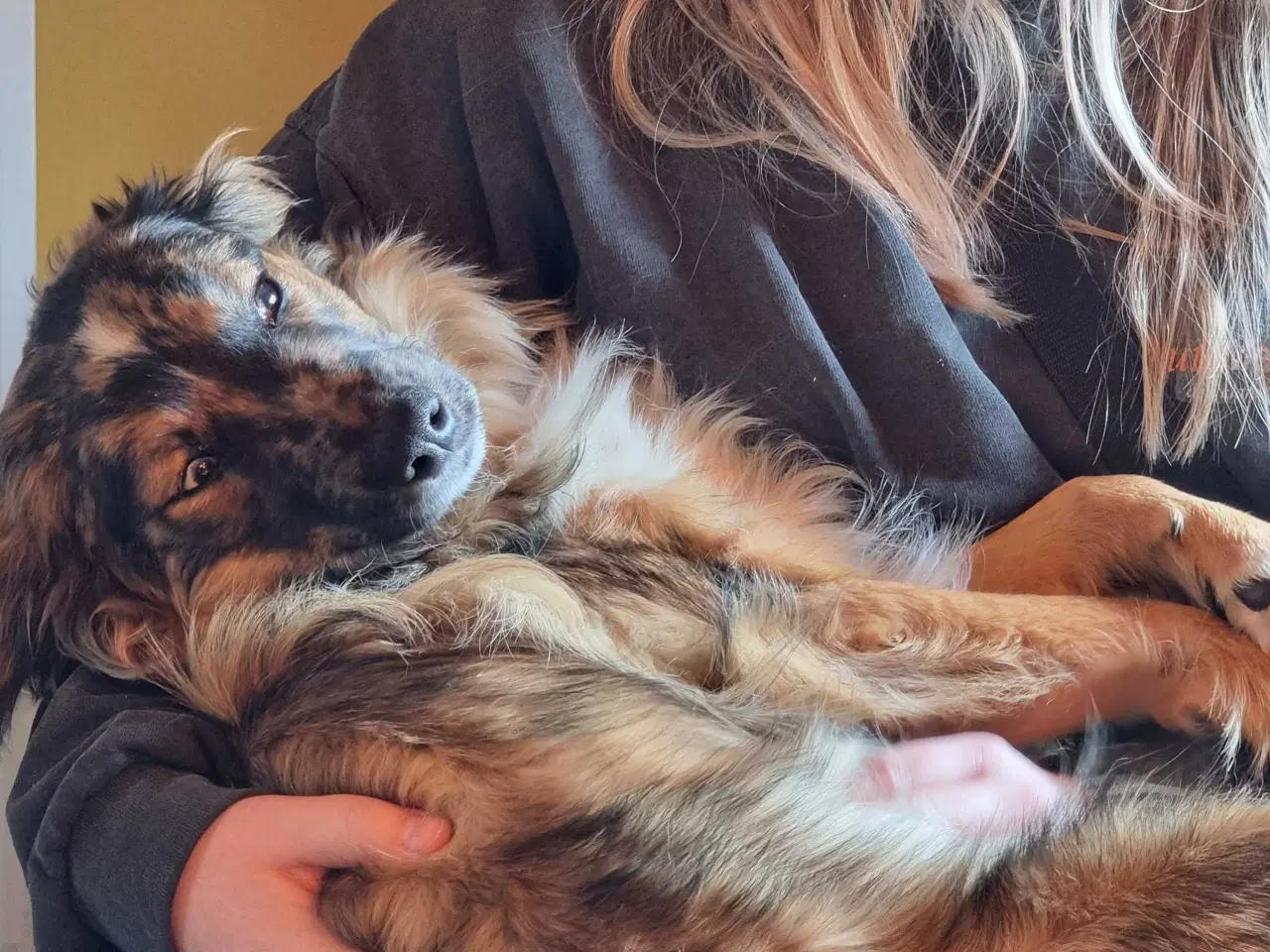 Billede 2 - Islandskfårehunde blanding, hvalpe 