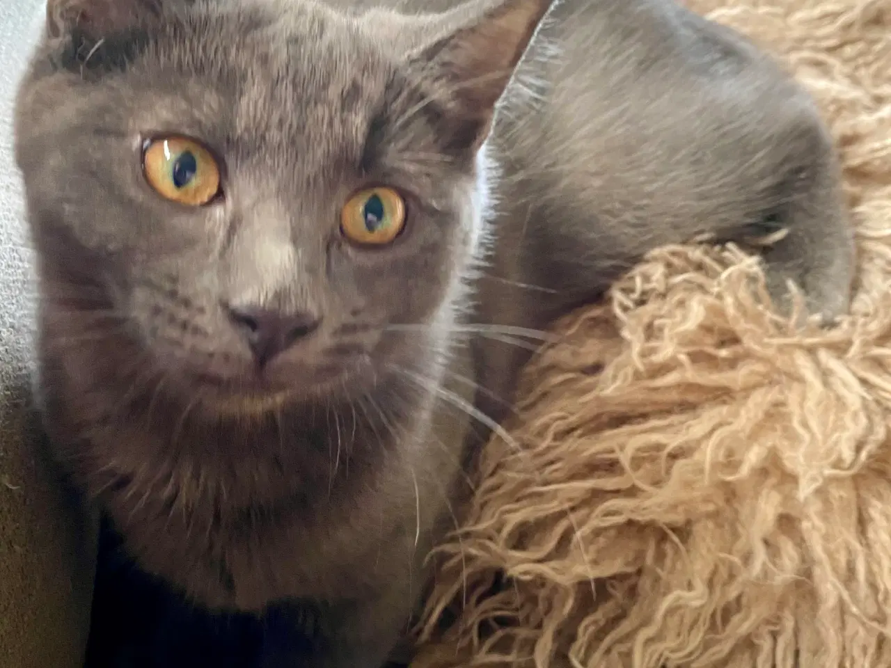 Billede 14 - Maine Coon/Perser/Huskat killinger