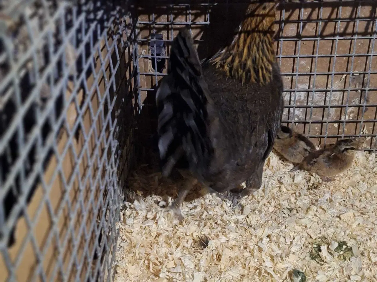 Billede 3 - Dværghøns, dansk landrace