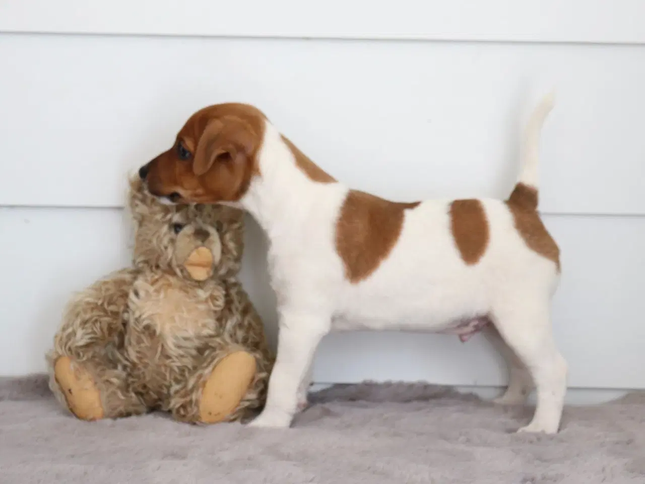 Billede 3 - Jack Russell hvalpe