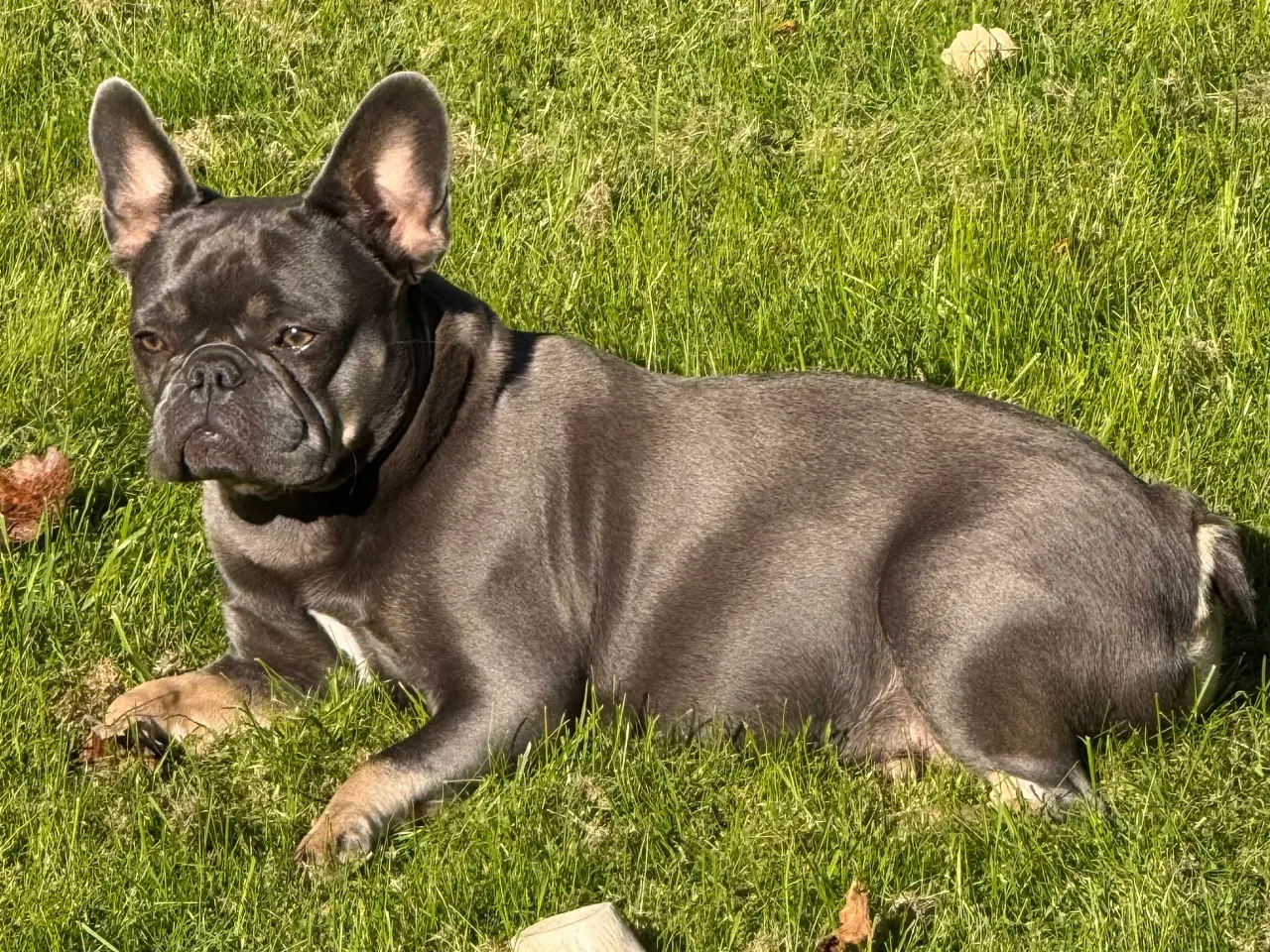Billede 9 - Fluffy Fransk bulldog valpar leveranklara