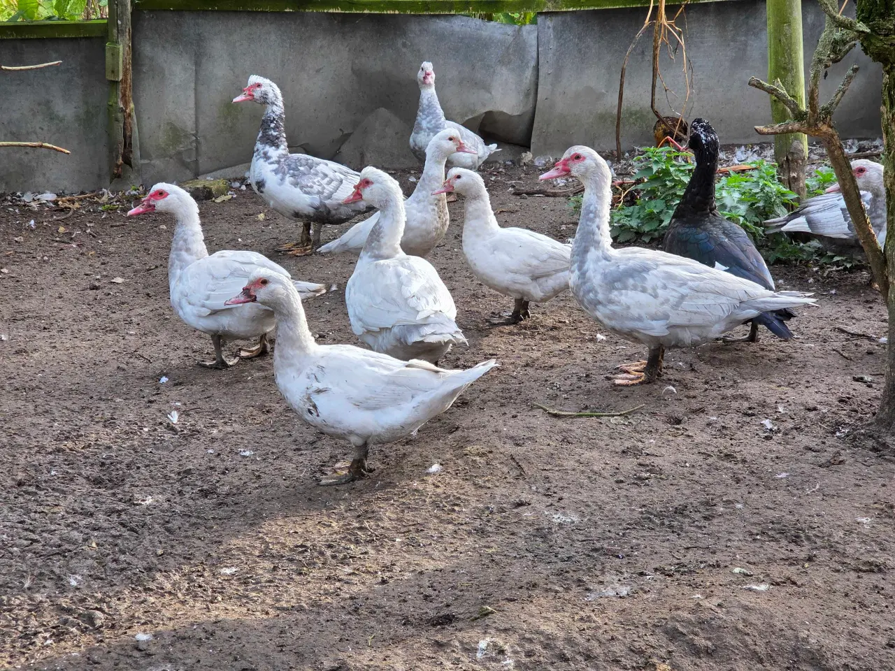 Billede 6 - Ællinger af moskusand