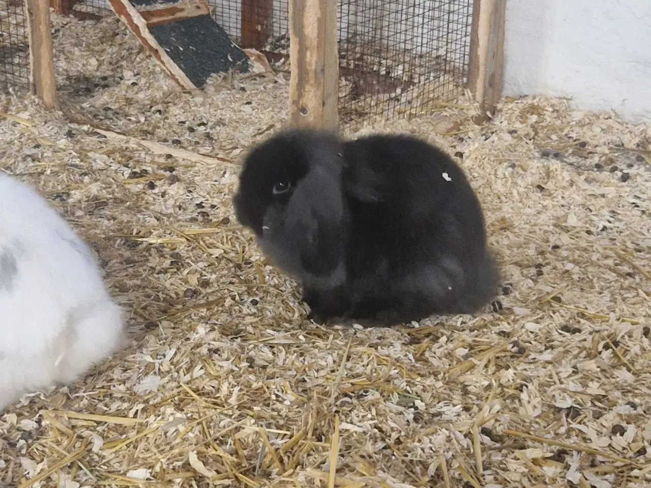 Billede 4 - Dværgvædder kaniner