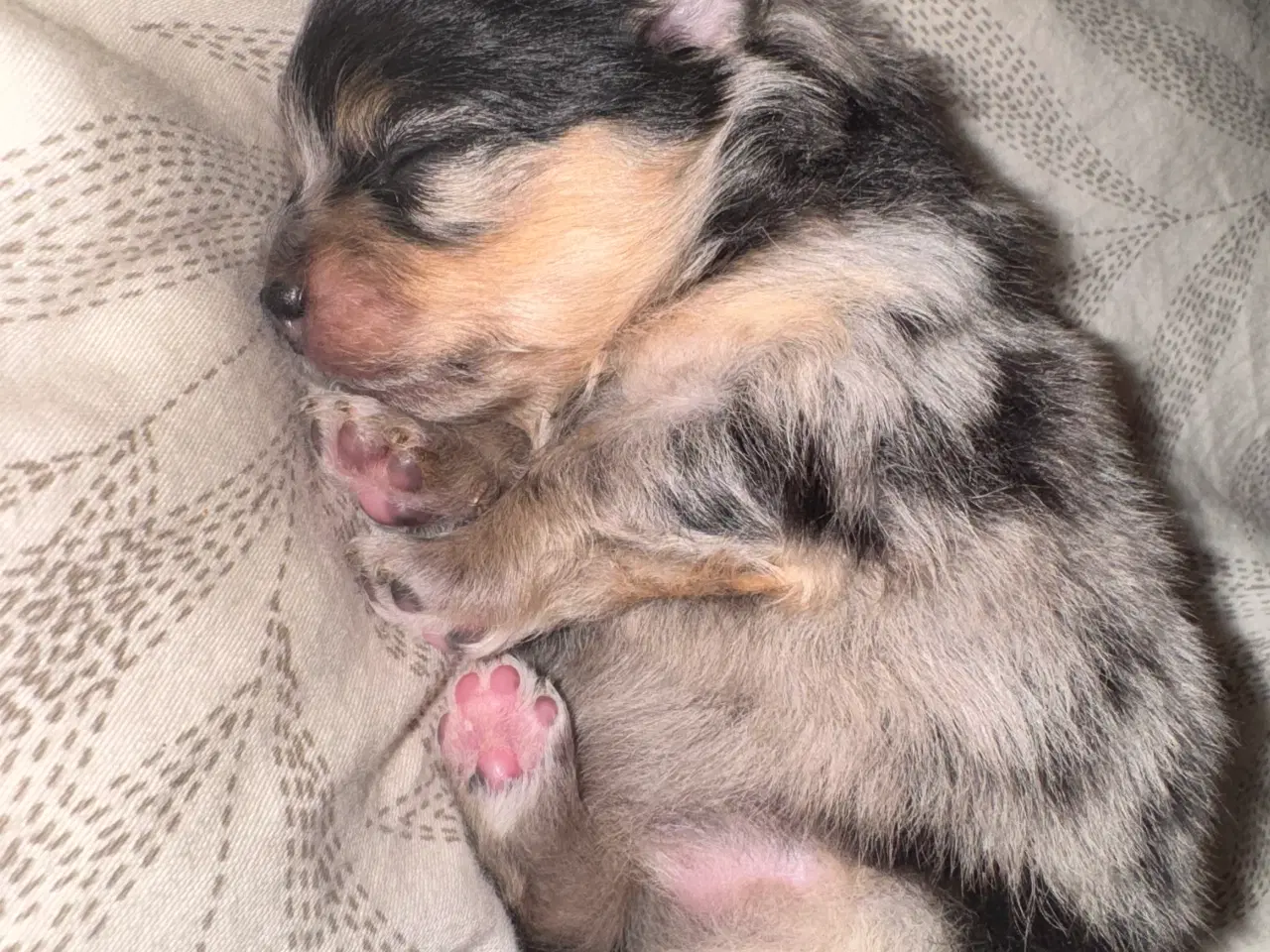 Billede 5 - Pomeranian Merle 