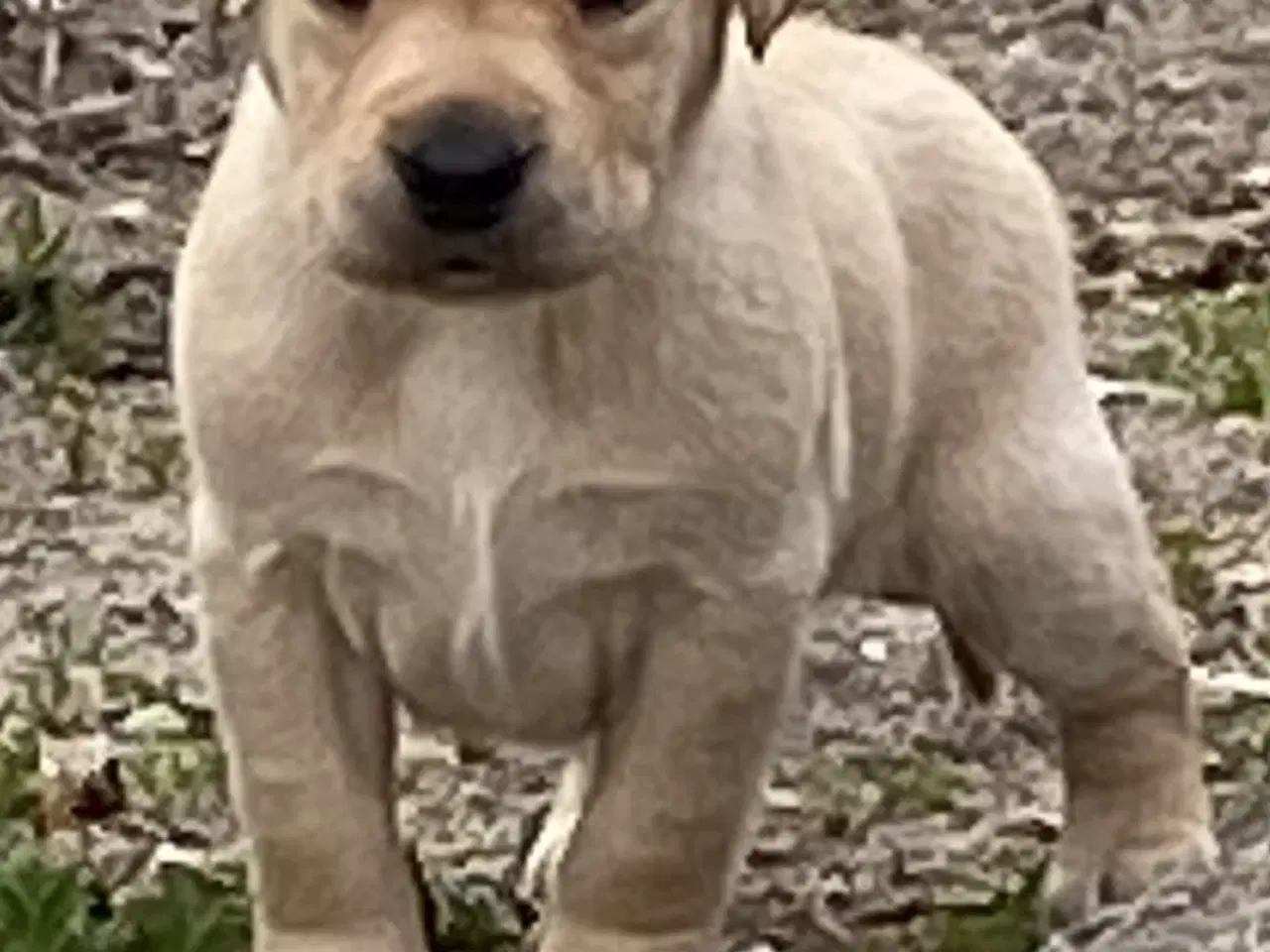 Billede 3 - Labrador hvalpe 3 piger og en dreng