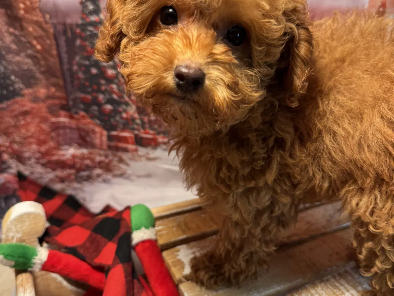 Billede 13 - 🐾maltipoo miniature 🩷💙🐾