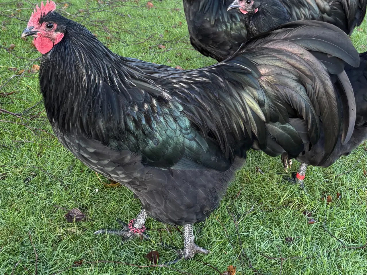 Billede 1 - Australorp Hane