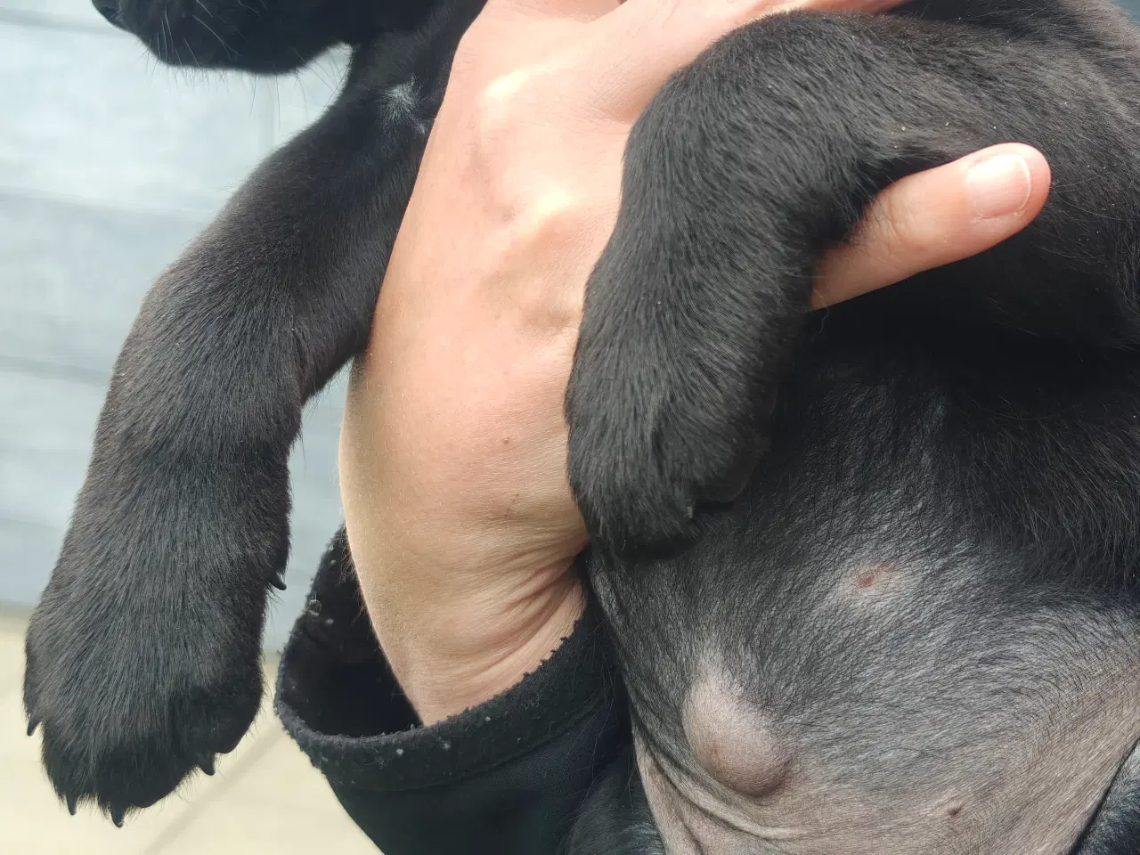 Billede 3 - Labrador formel 1 hvalp på 8 uger.