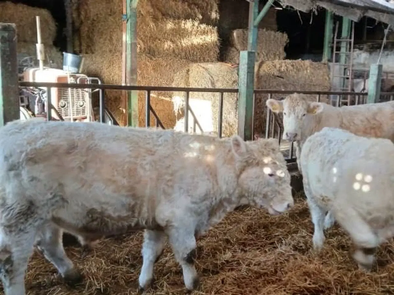 Billede 3 - Charolaistyr avlstyr kvæg