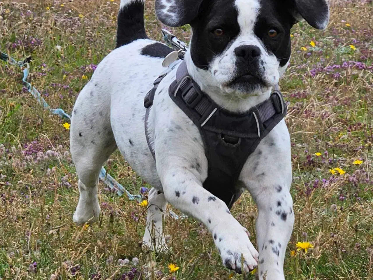 Billede 20 - Fransk bulldog og beagle blandinger født 30/10