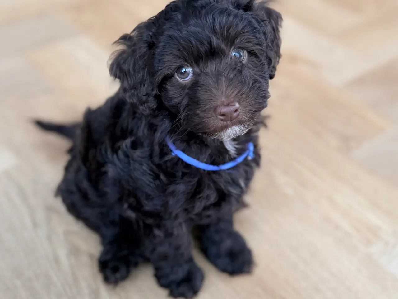 Billede 15 - Chokolade brune Havapoo drenge