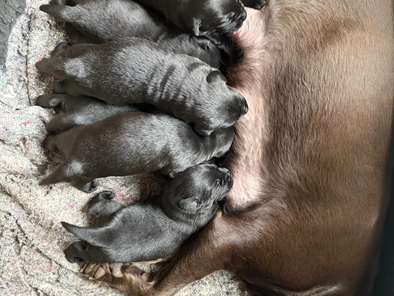 Billede 3 - Labrador hvalpe