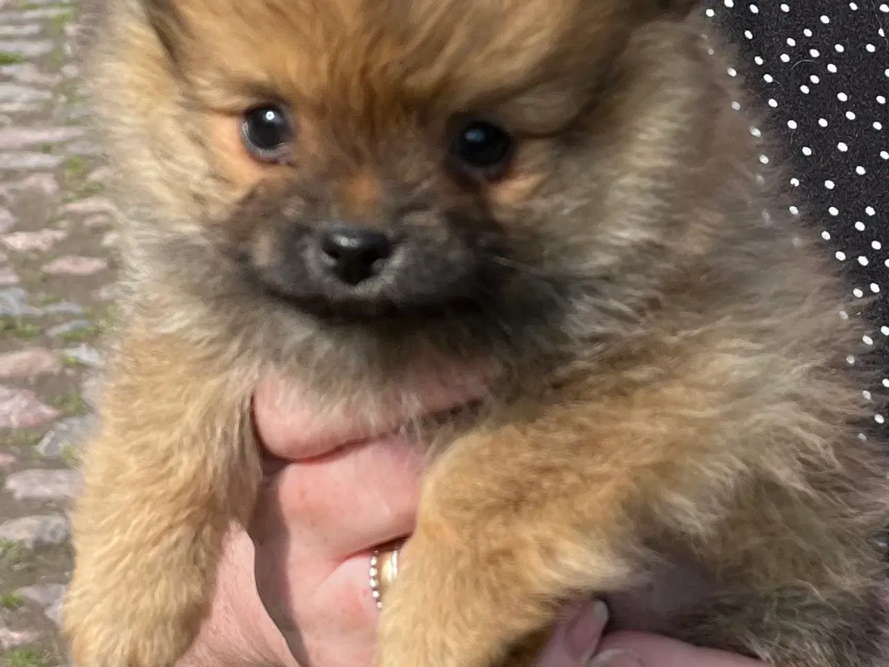 Billede 1 - Pomeranian blandings hvalpe