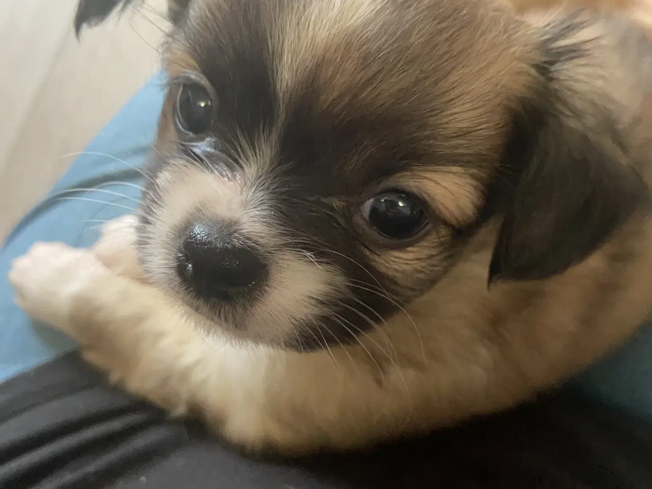 Billede 6 - Ung Hanhund