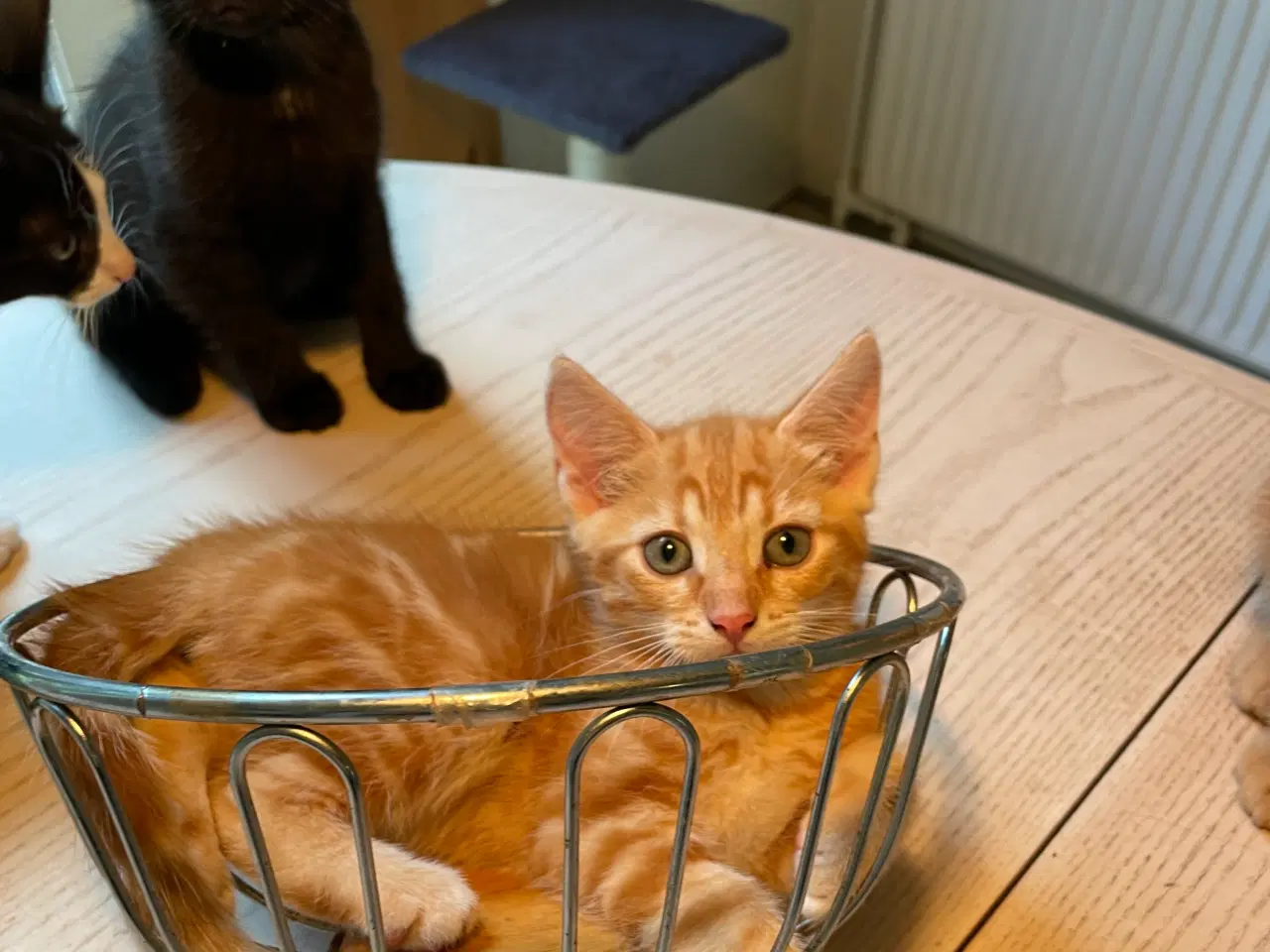 Billede 2 - Katte killinger 