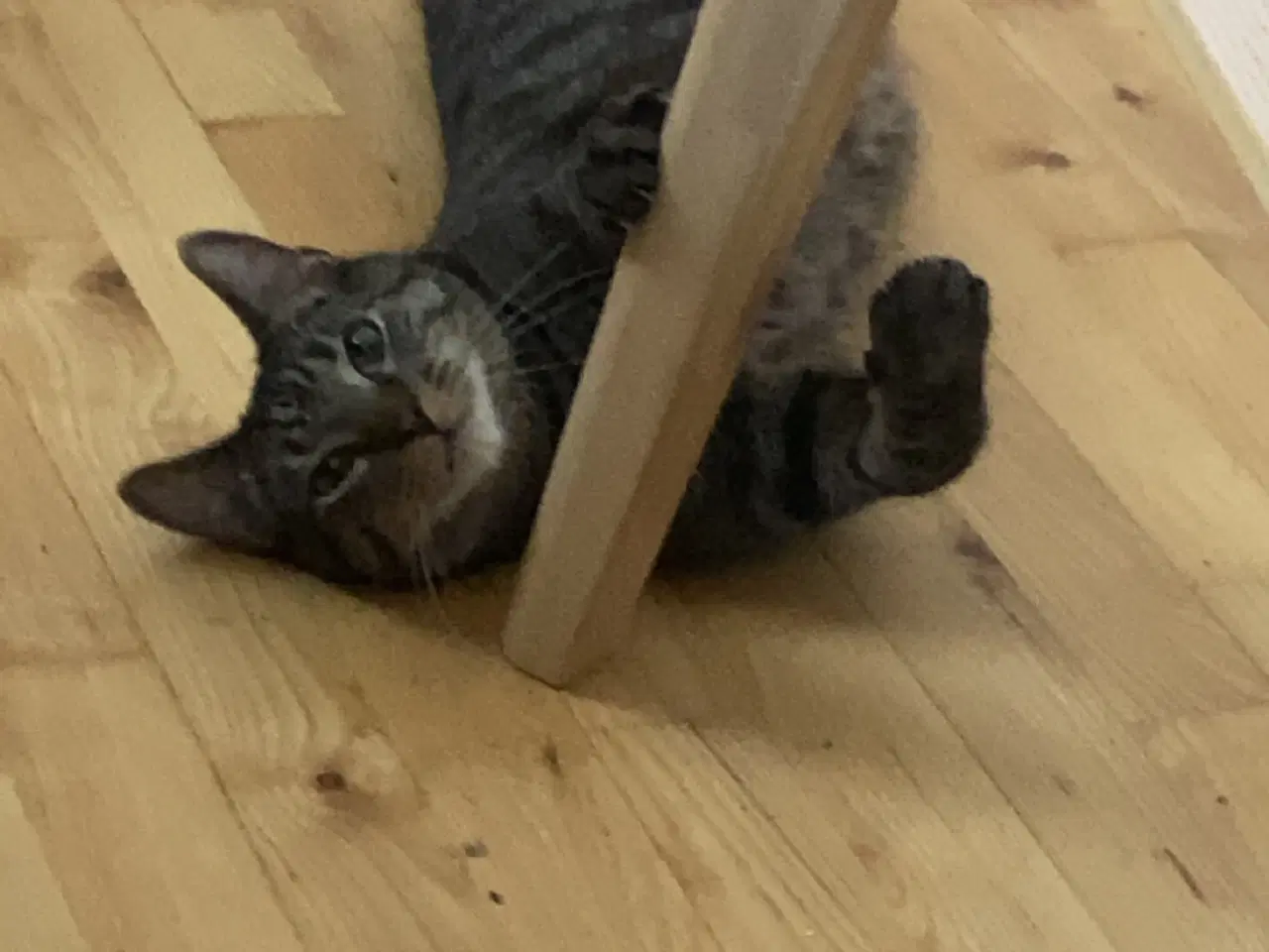 Billede 2 - Han kat sælges