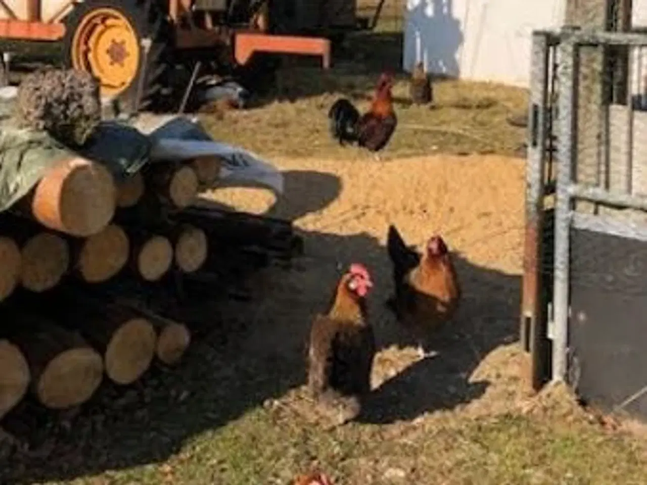 Billede 1 - Gammel landrace høns og kokke