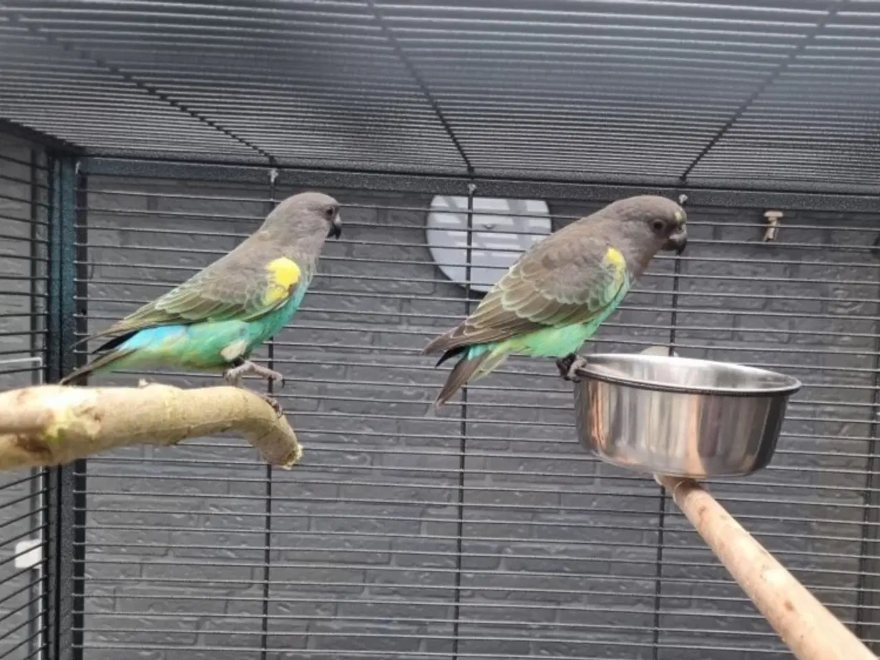 Billede 3 - Meyers papegøje - 10 mdr.