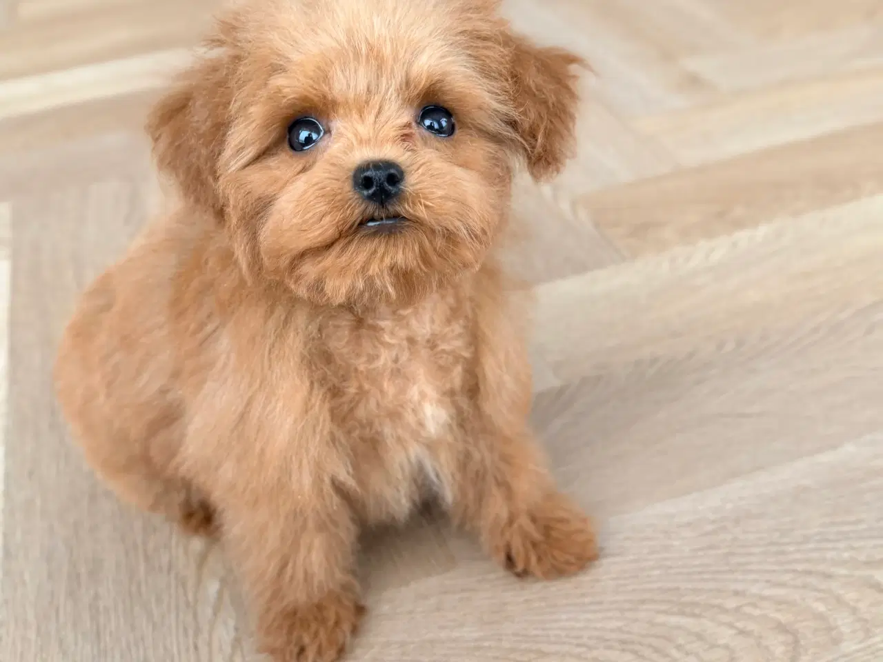 Billede 5 - Maltipoo